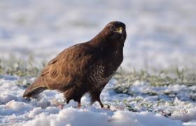 Buteo buteo