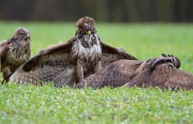 Buteo buteo