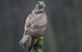 Buteo buteo