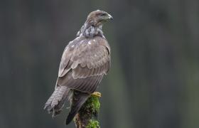 Buteo buteo