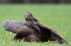 Buteo buteo