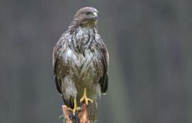 Buteo buteo