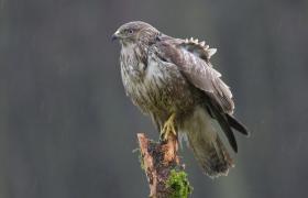 Buteo buteo