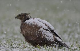Buteo buteo