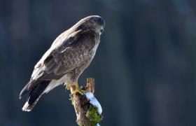 Buteo buteo