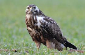 Buteo buteo