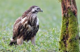 Buteo buteo