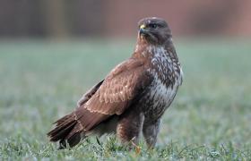 Buteo buteo