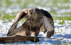 Buteo buteo