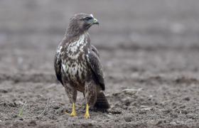 Buteo buteo