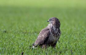 Buteo buteo