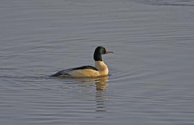 Mergus merganser