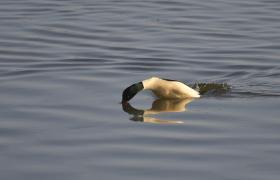 Mergus merganser