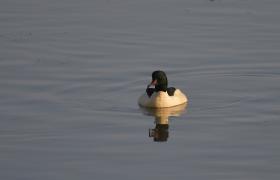 Mergus merganser