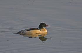 Mergus merganser