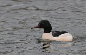 Mergus merganser