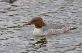 Mergus merganser