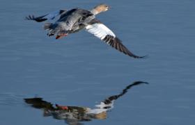 Mergus merganser