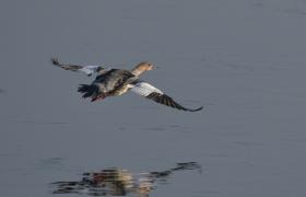 Mergus merganser