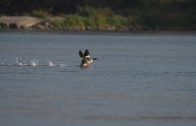 Mergus merganser