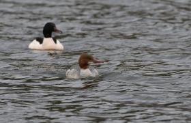 Mergus merganser
