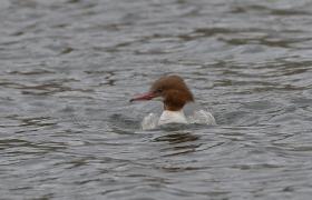 Mergus merganser
