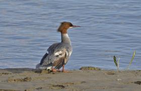 Mergus merganser
