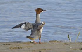 Mergus merganser