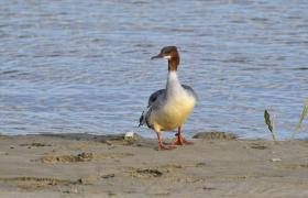 Mergus merganser