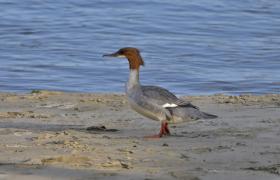Mergus merganser
