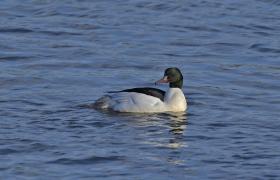 Mergus merganser