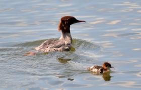 Mergus merganser