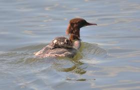 Mergus merganser