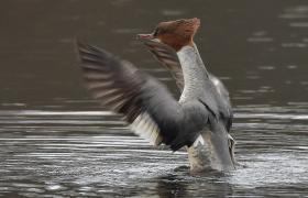 Mergus merganser