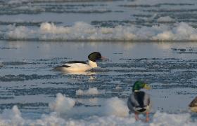 Mergus merganser