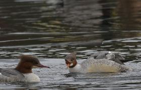 Mergus merganser