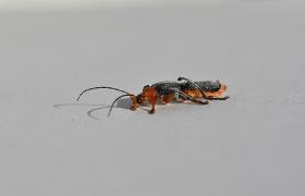 Cantharis fusca