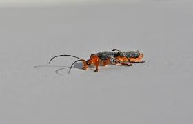 Cantharis fusca