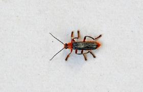 Cantharis fusca