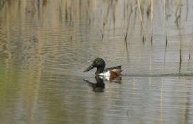 Spatula clypeata
