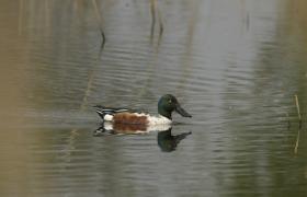Spatula clypeata