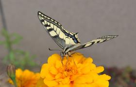 Papilio machaon
