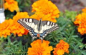Papilio machaon