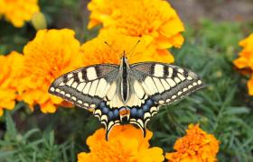 Papilio machaon