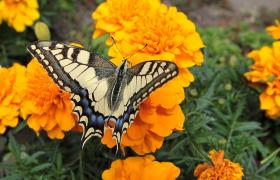 Papilio machaon