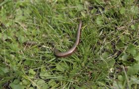 Anguis fragilis