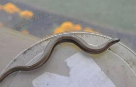 Anguis fragilis