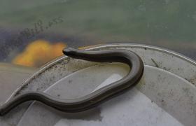 Anguis fragilis