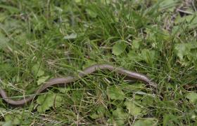 Anguis fragilis