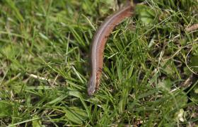 Anguis fragilis